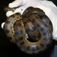 Una de las crías de Anna la Anaconda